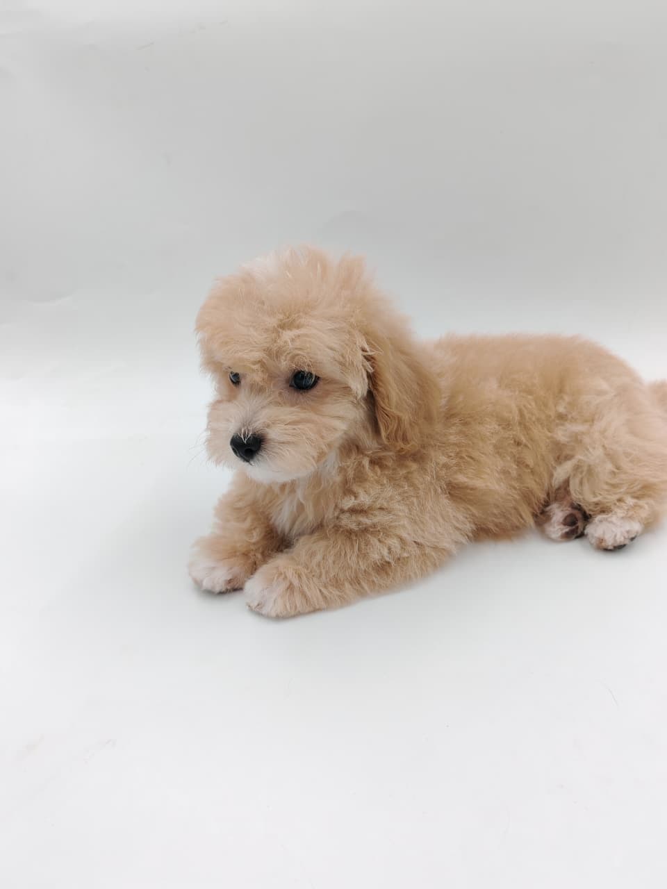 Maltipoo Puppy for Sale in Dubai l Maltipoo Puppies for Sale in Dubai - Image 2