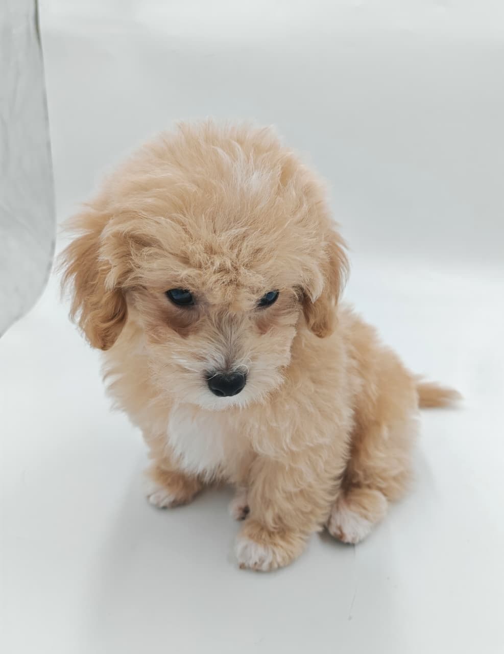Maltipoo Puppy for Sale in Dubai l Maltipoo Puppies for Sale in Dubai - Image 3