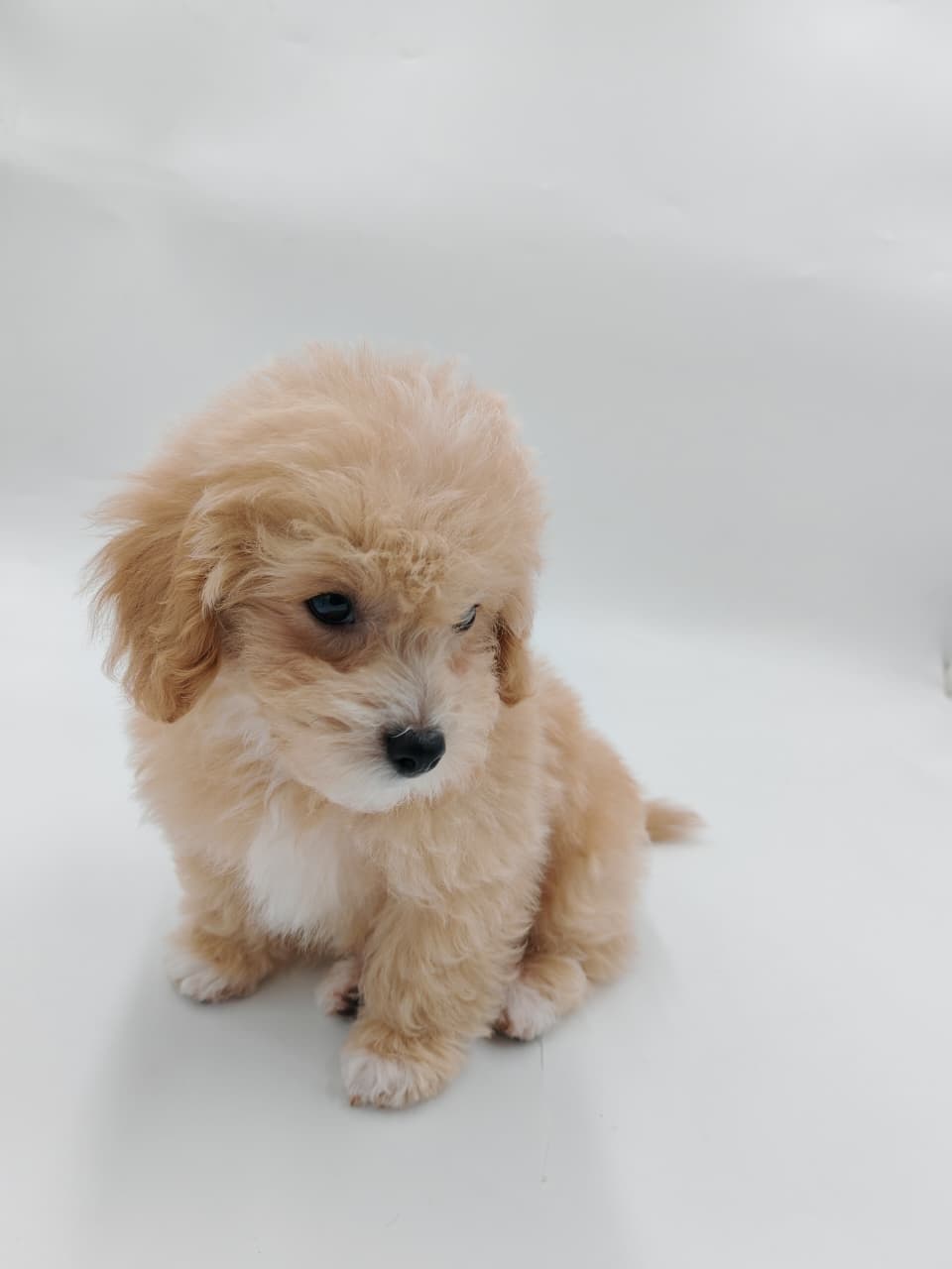 Maltipoo Puppy for Sale in Dubai l Maltipoo Puppies for Sale in Dubai - Image 4