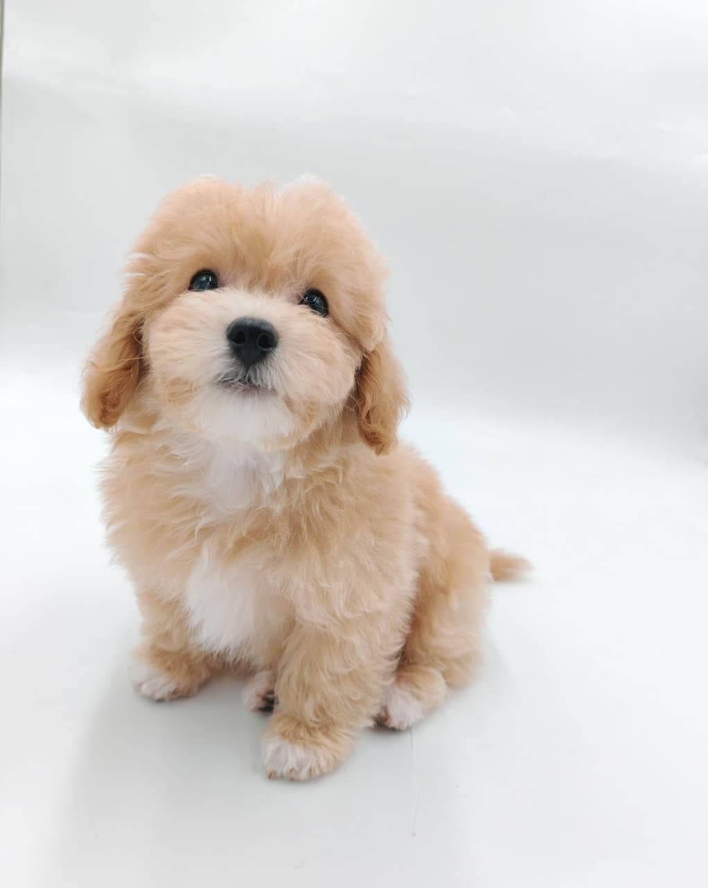 Maltipoo Puppy for Sale in Dubai l Maltipoo Puppies for Sale in Dubai