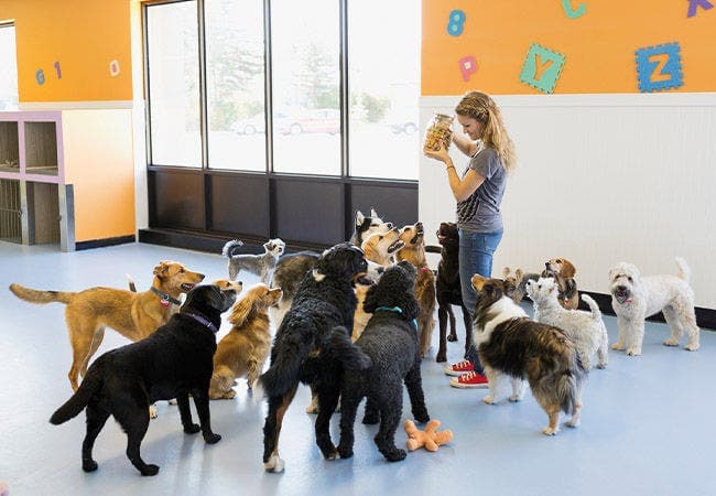 Day Care For Dog