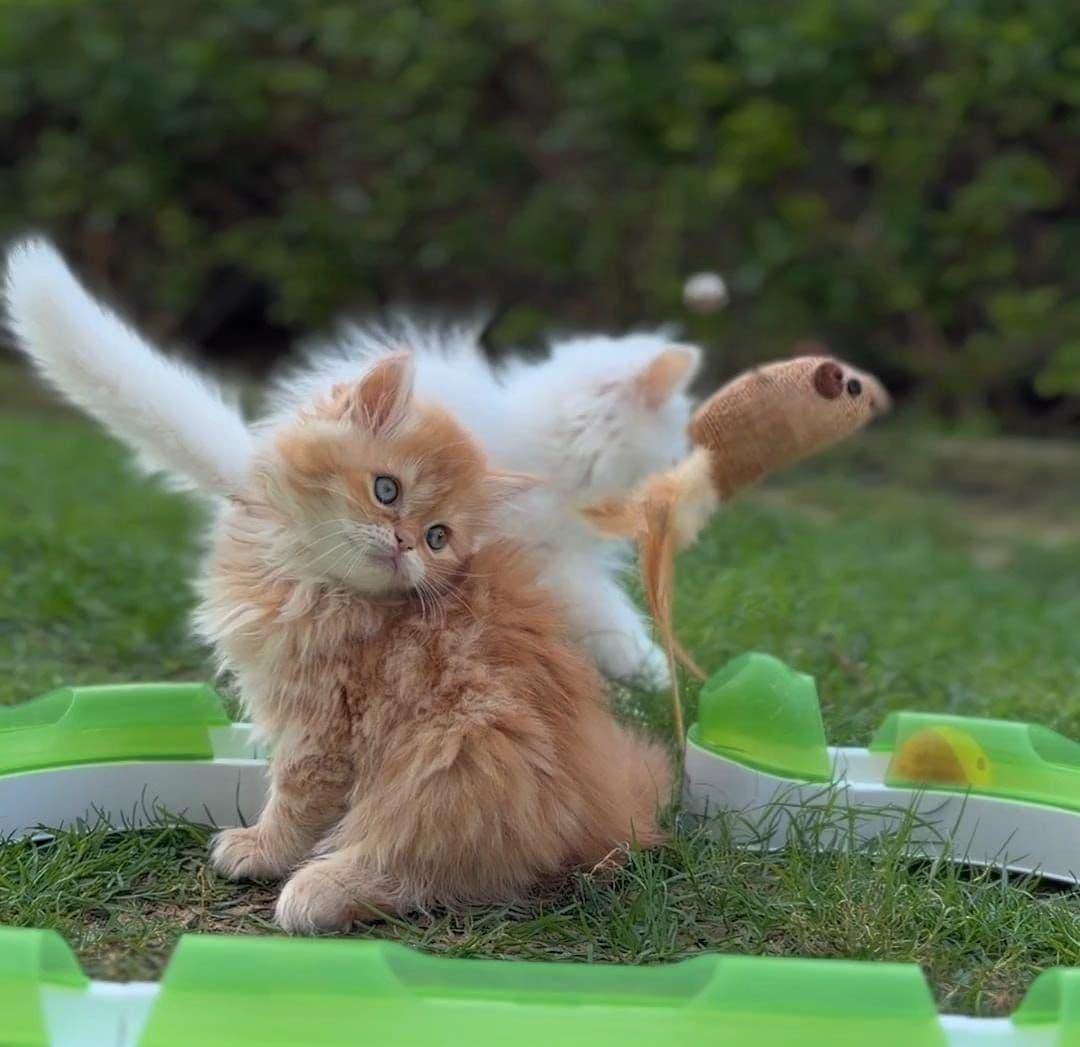 Persian kittens in Dubai l Persian cats for sale in UAE l Persian white kittens for sale l Persian kitten breeder in Dubai l Buy Persian kitten near me l Affordable Persian kittens in Dubai l Purebred Persian kittens UAE l Pedigree Persian kittens for sale l Persian cat shop in Dubai. - Image 2