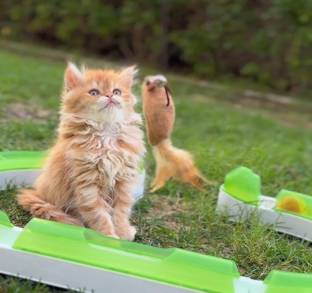 Persian kittens in Dubai l Persian cats for sale in UAE l Persian white kittens for sale l Persian kitten breeder in Dubai l Buy Persian kitten near me l Affordable Persian kittens in Dubai l Purebred Persian kittens UAE l Pedigree Persian kittens for sale l Persian cat shop in Dubai. - Image 3