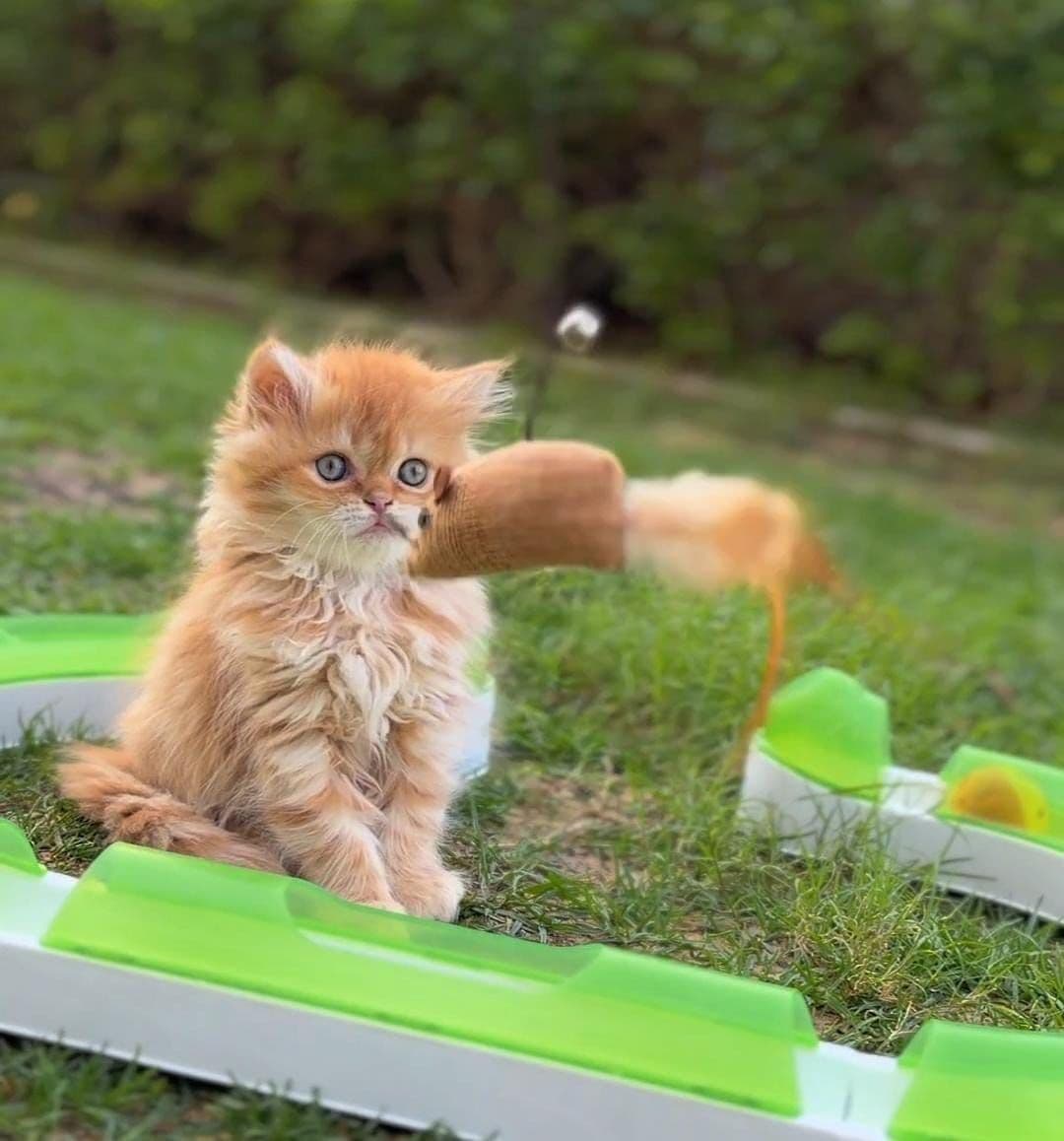 Persian kittens in Dubai l Persian cats for sale in UAE l Persian white kittens for sale l Persian kitten breeder in Dubai l Buy Persian kitten near me l Affordable Persian kittens in Dubai l Purebred Persian kittens UAE l Pedigree Persian kittens for sale l Persian cat shop in Dubai. - Image 4