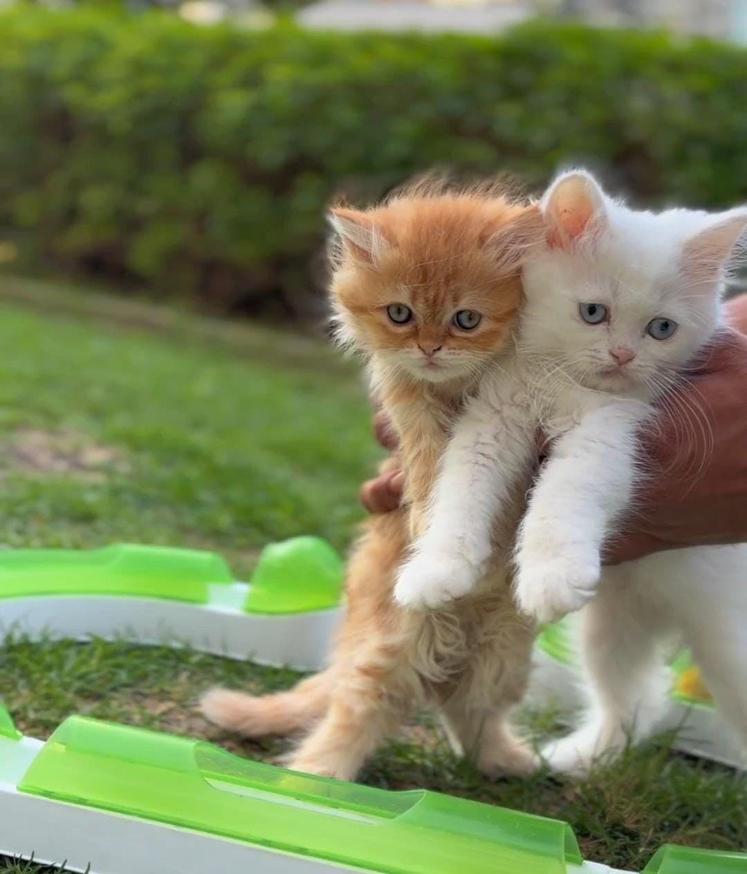 Persian kittens in Dubai l Persian cats for sale in UAE l Persian white kittens for sale l Persian kitten breeder in Dubai l Buy Persian kitten near me l Affordable Persian kittens in Dubai l Purebred Persian kittens UAE l Pedigree Persian kittens for sale l Persian cat shop in Dubai. - Image 5