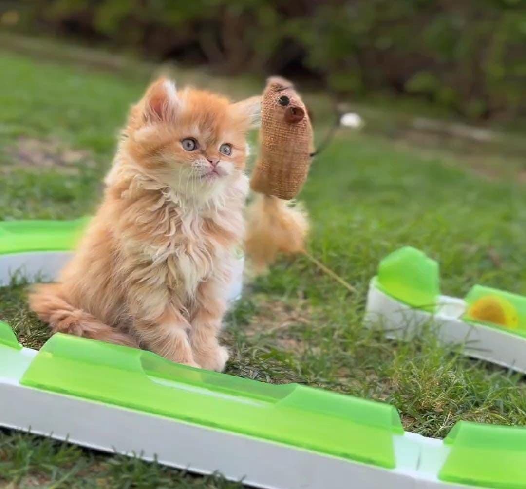 Persian kittens in Dubai l Persian cats for sale in UAE l Persian white kittens for sale l Persian kitten breeder in Dubai l Buy Persian kitten near me l Affordable Persian kittens in Dubai l Purebred Persian kittens UAE l Pedigree Persian kittens for sale l Persian cat shop in Dubai.