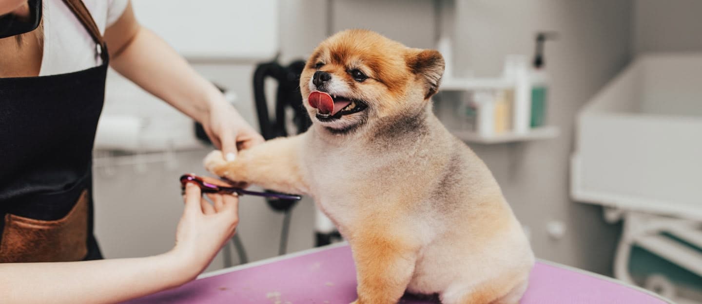 Basic Grooming