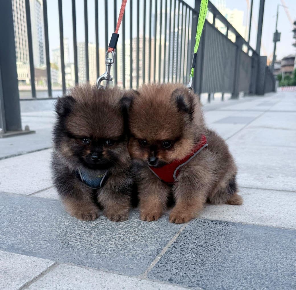 Pomeranian Puppies for Sale in Dubai | Pomeranian Puppy for Sale in Dubai | Pomeranian |  Pomeranian Puppies for Sale | Pomeranian Puppies for Sale near me - Image 2
