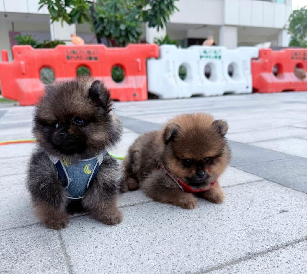 Pomeranian Puppies for Sale in Dubai | Pomeranian Puppy for Sale in Dubai | Pomeranian |  Pomeranian Puppies for Sale | Pomeranian Puppies for Sale near me - Image 3