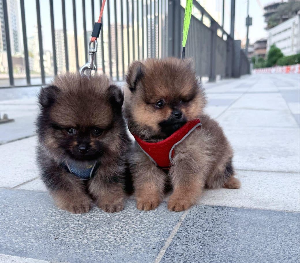 Pomeranian Puppies for Sale in Dubai | Pomeranian Puppy for Sale in Dubai | Pomeranian |  Pomeranian Puppies for Sale | Pomeranian Puppies for Sale near me - Image 4