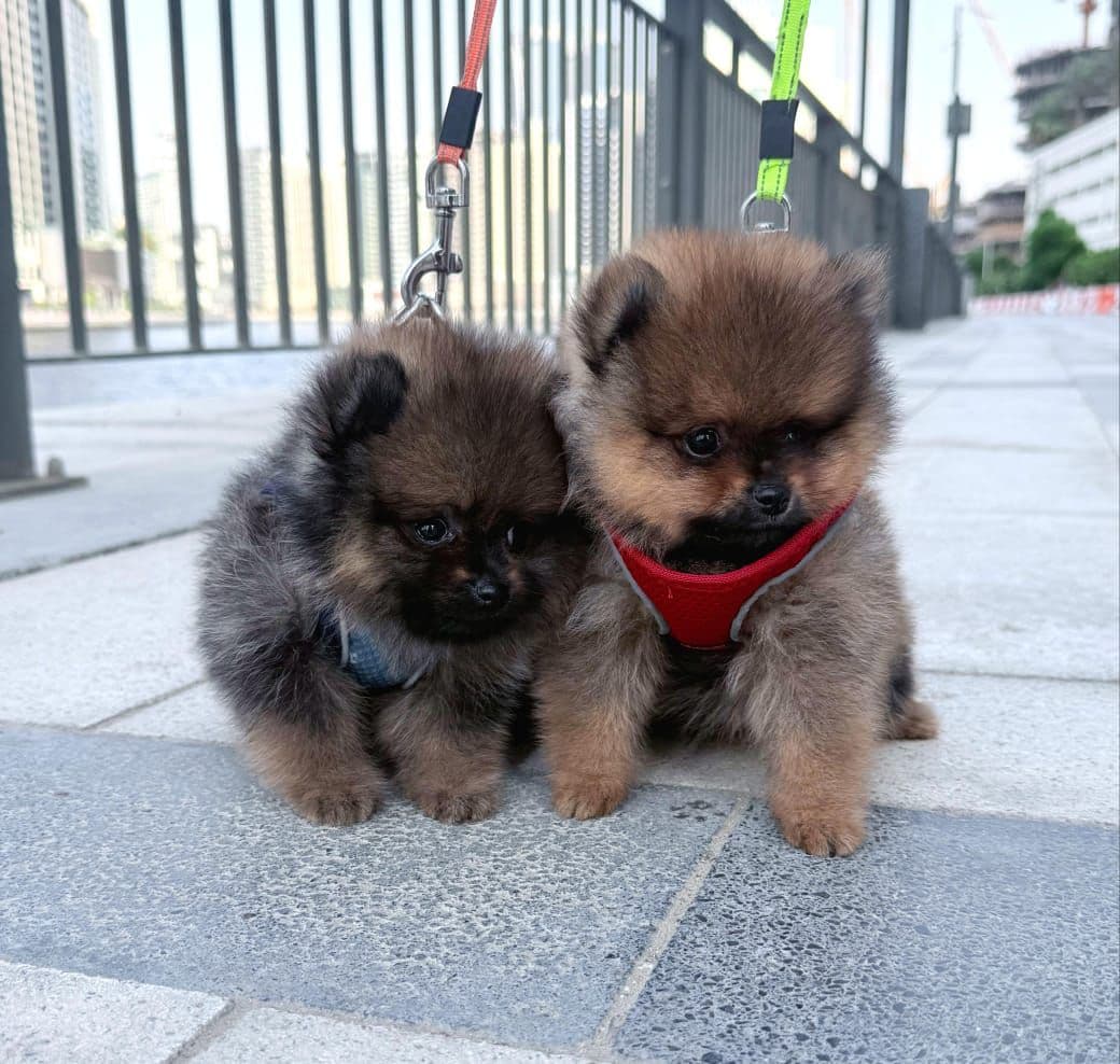 Pomeranian Puppies for Sale in Dubai | Pomeranian Puppy for Sale in Dubai | Pomeranian |  Pomeranian Puppies for Sale | Pomeranian Puppies for Sale near me - Image 6