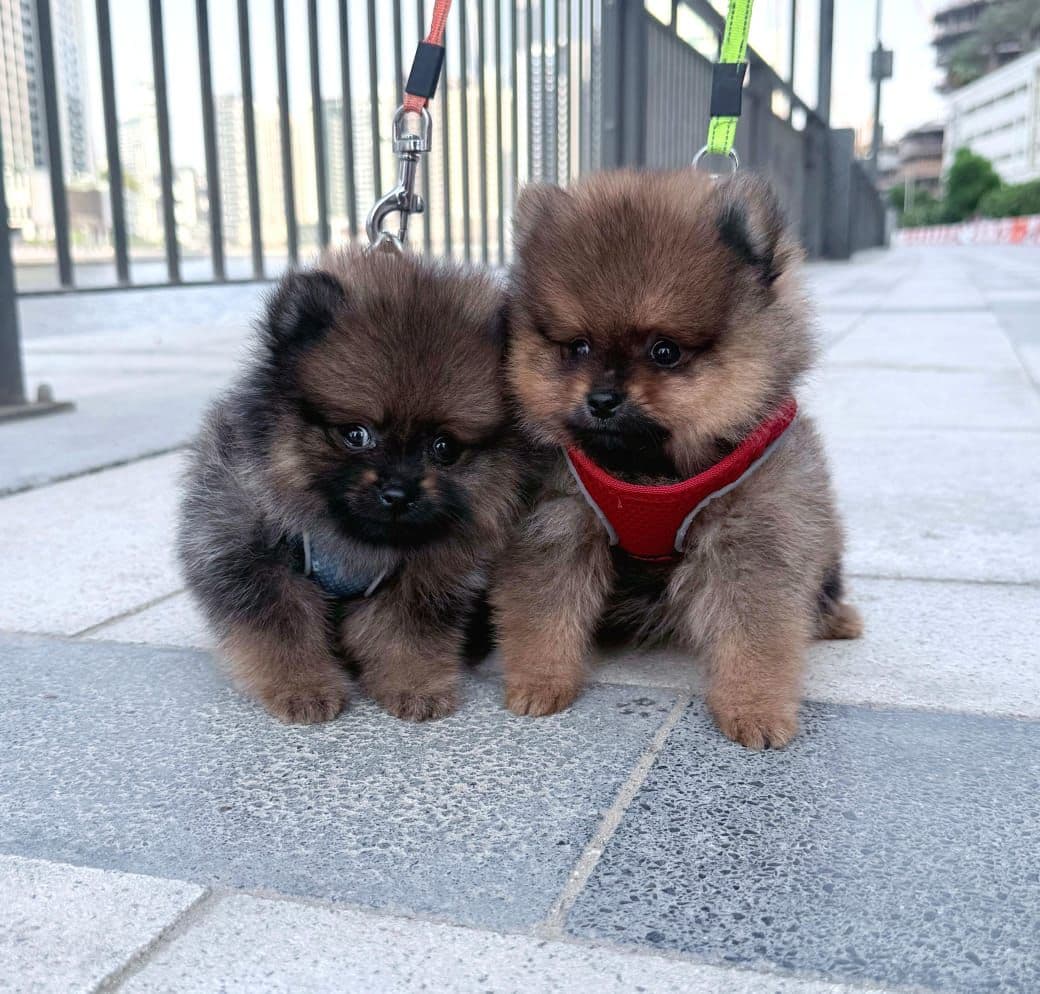 Pomeranian Puppies for Sale in Dubai | Pomeranian Puppy for Sale in Dubai | Pomeranian |  Pomeranian Puppies for Sale | Pomeranian Puppies for Sale near me - Image 7