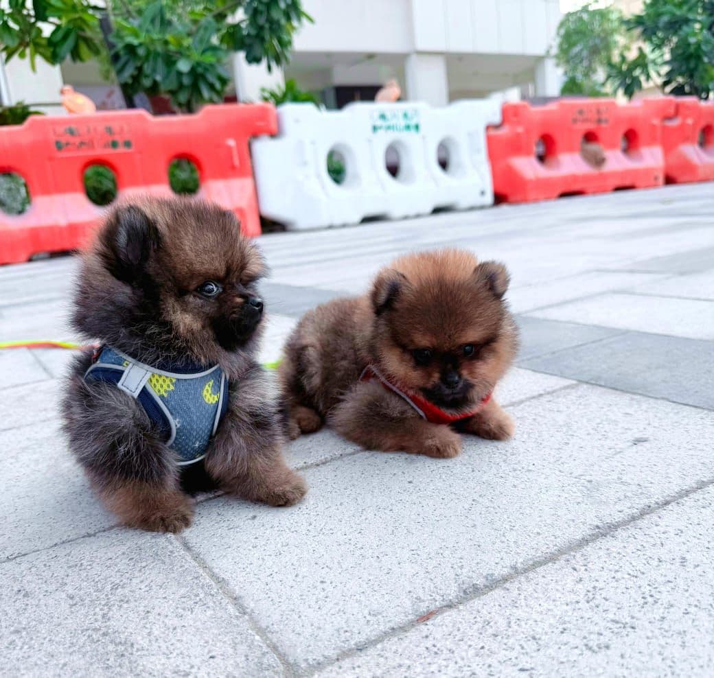 Pomeranian Puppies for Sale in Dubai | Pomeranian Puppy for Sale in Dubai | Pomeranian |  Pomeranian Puppies for Sale | Pomeranian Puppies for Sale near me - Image 8