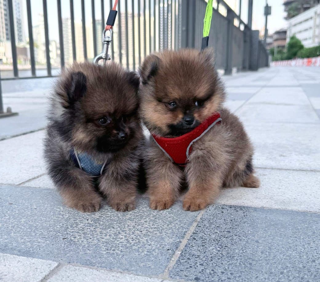 Pomeranian Puppies for Sale in Dubai | Pomeranian Puppy for Sale in Dubai | Pomeranian |  Pomeranian Puppies for Sale | Pomeranian Puppies for Sale near me - Image 1