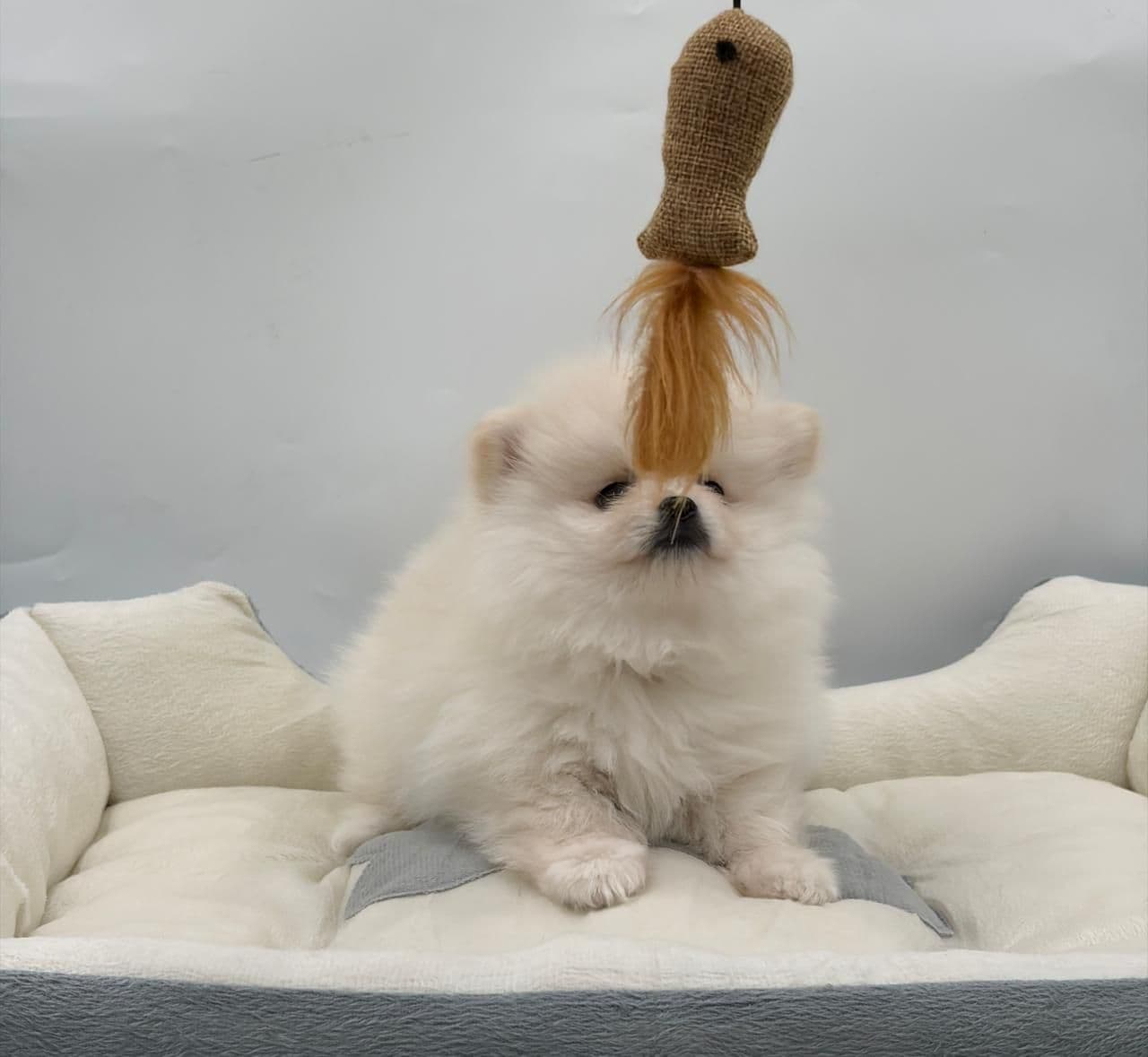 Pomeranian - Image 2