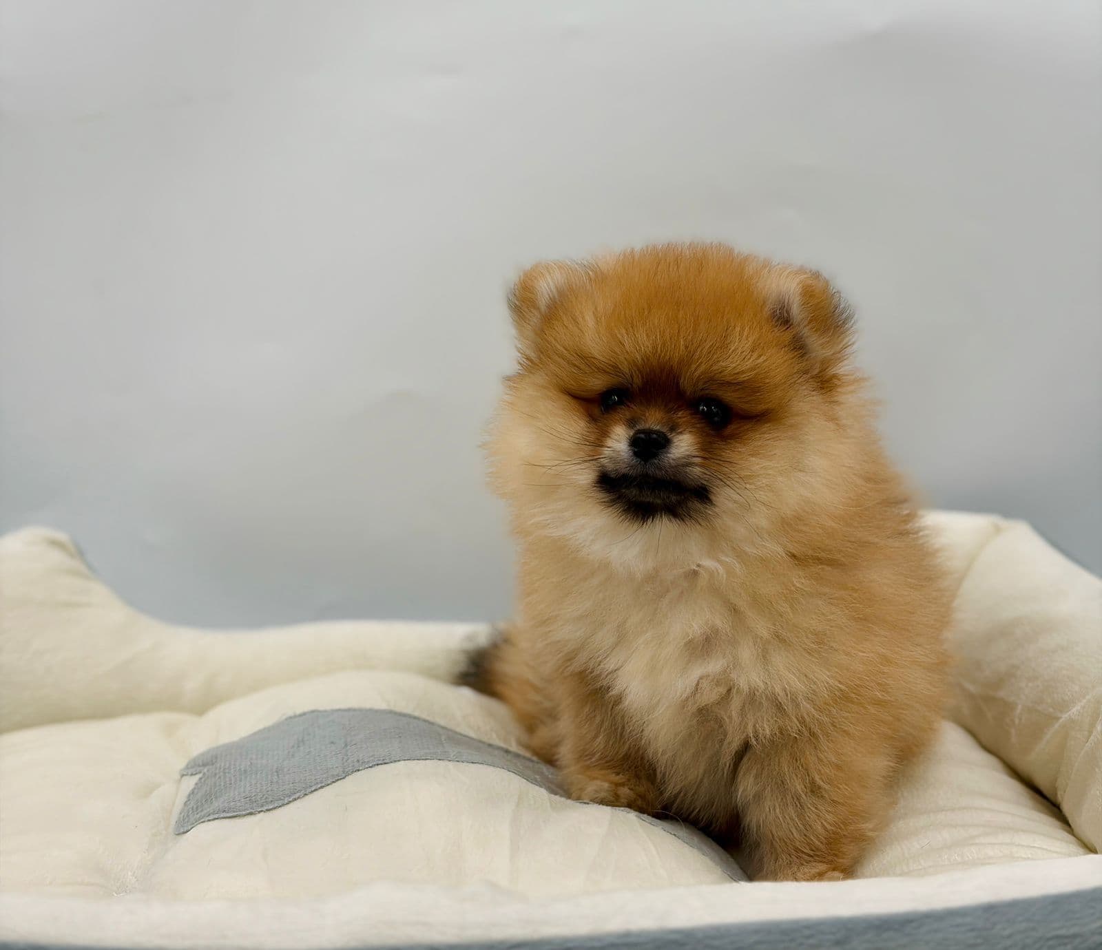 Pomeranian  - Image 6