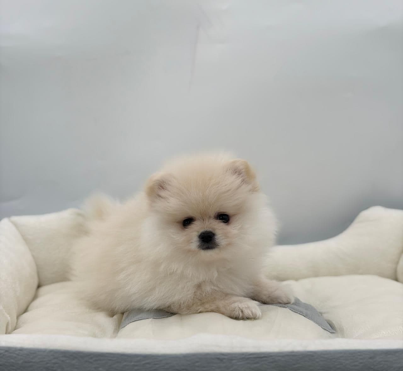 Pomeranian - Image 4