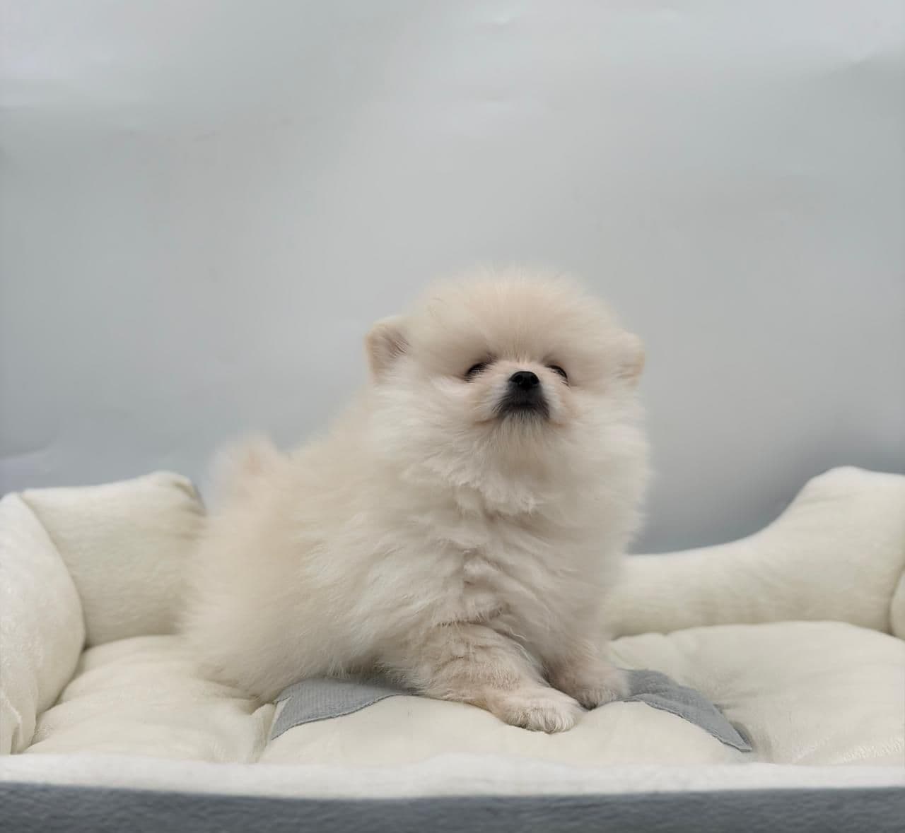 Pomeranian - Image 5