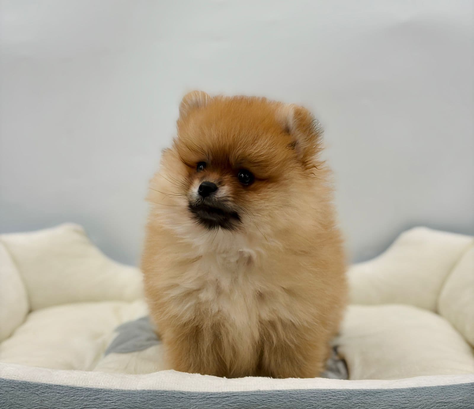 Pomeranian  - Image 1