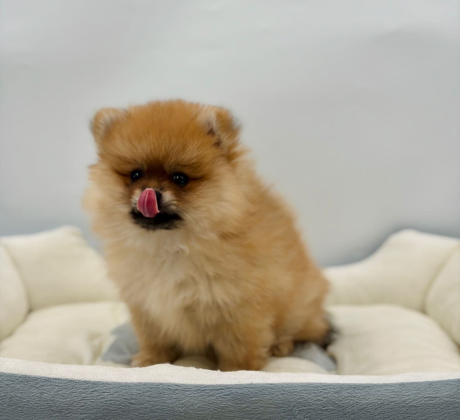 Pomeranian  - Image 3