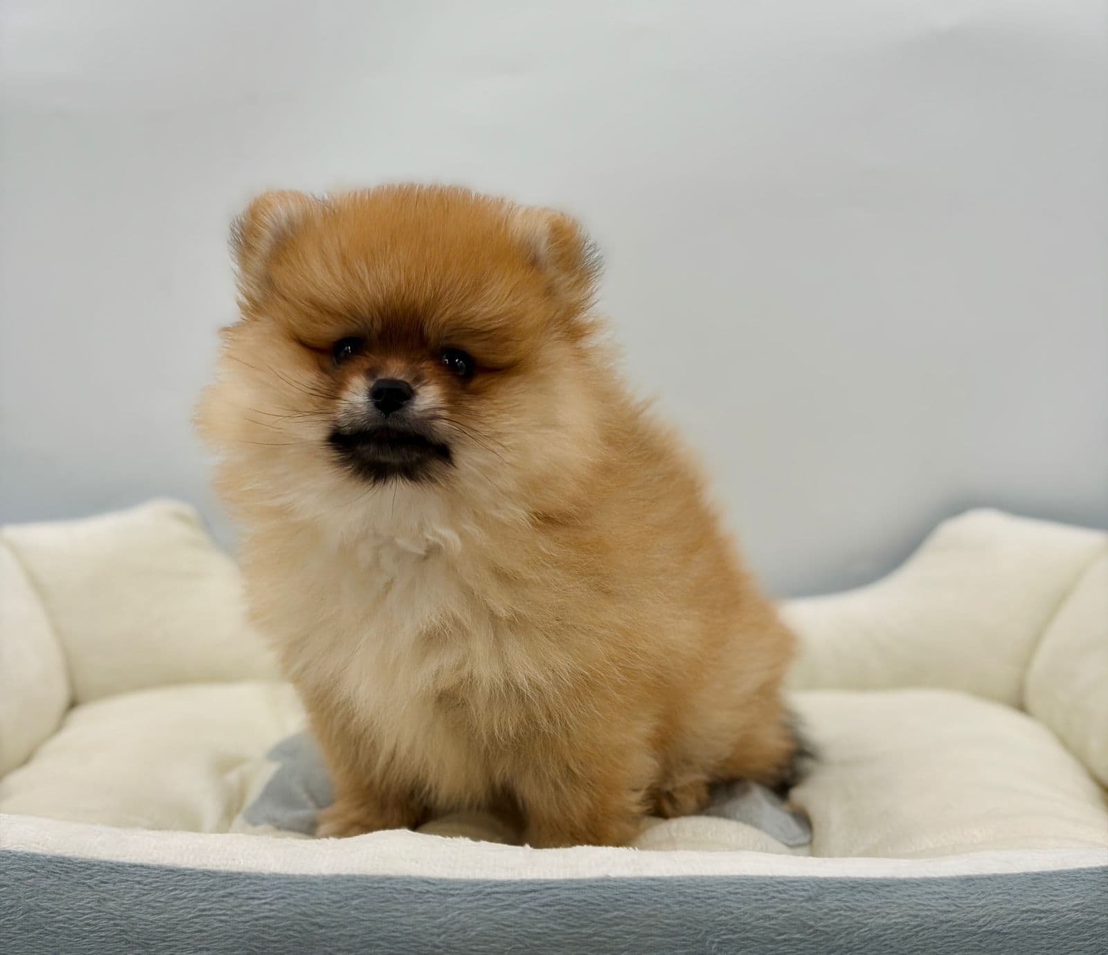 Pomeranian  - Image 4