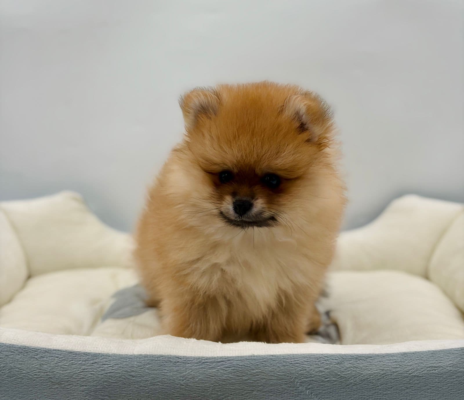 Pomeranian  - Image 5