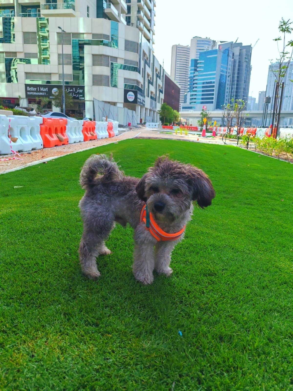Poodle Puppy for Adoption