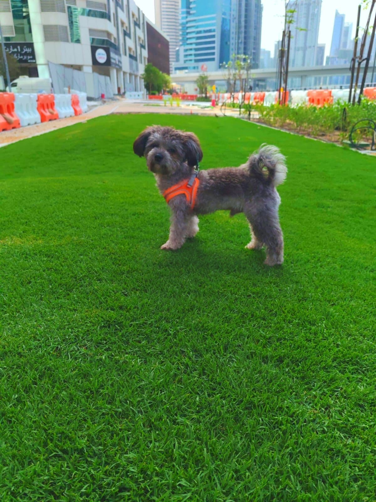 Poodle Puppy for Adoption - Image 3