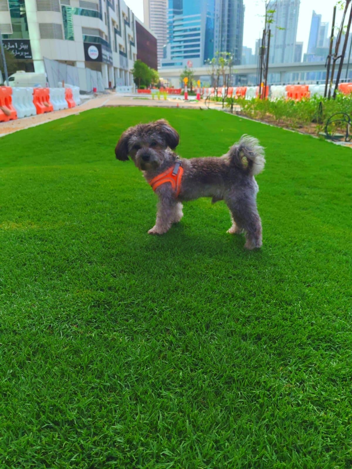 Poodle Puppy for Adoption - Image 4