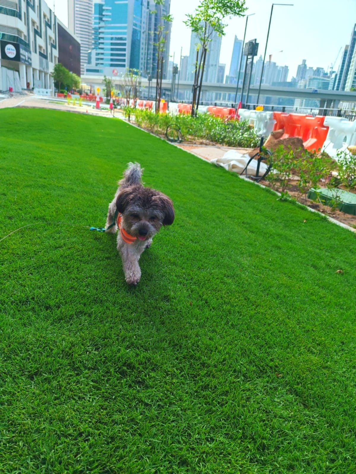 Poodle Puppy for Adoption - Image 1