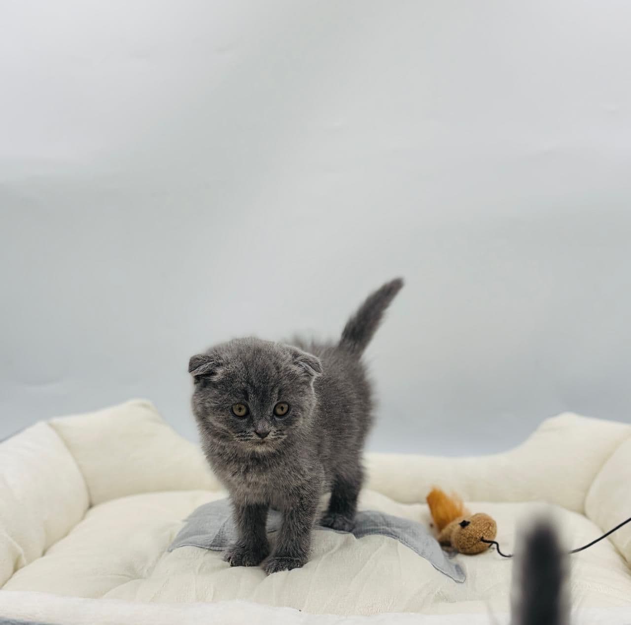 Scottish Fold Short hair - Image 2