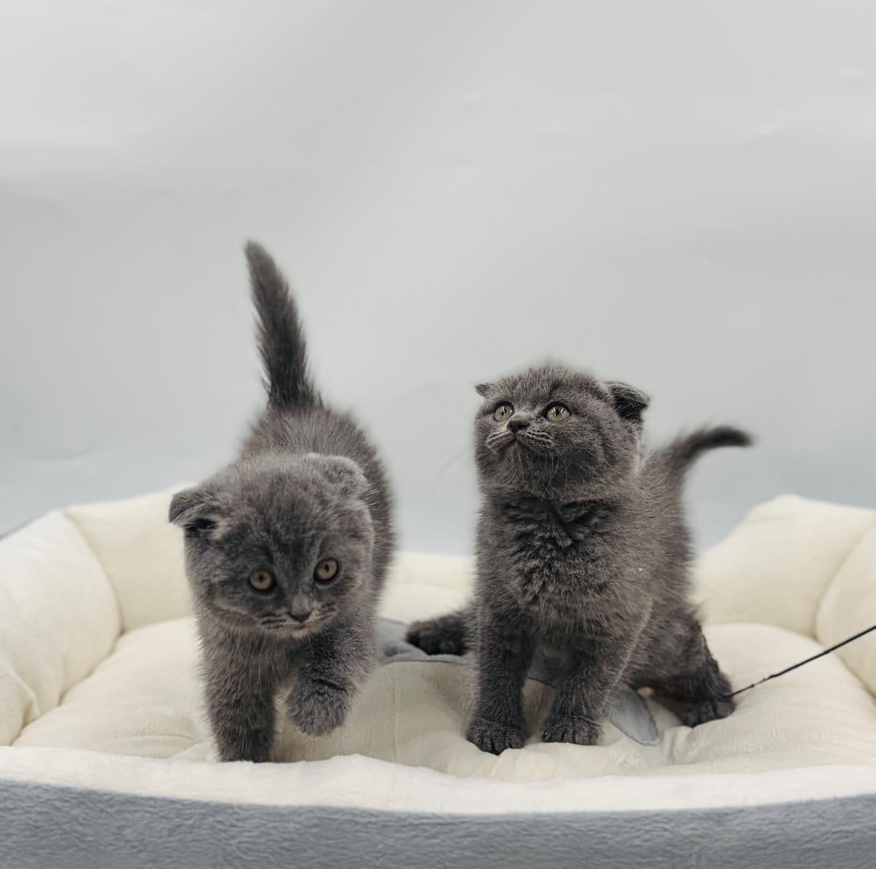 Scottish Fold Short hair - Image 3