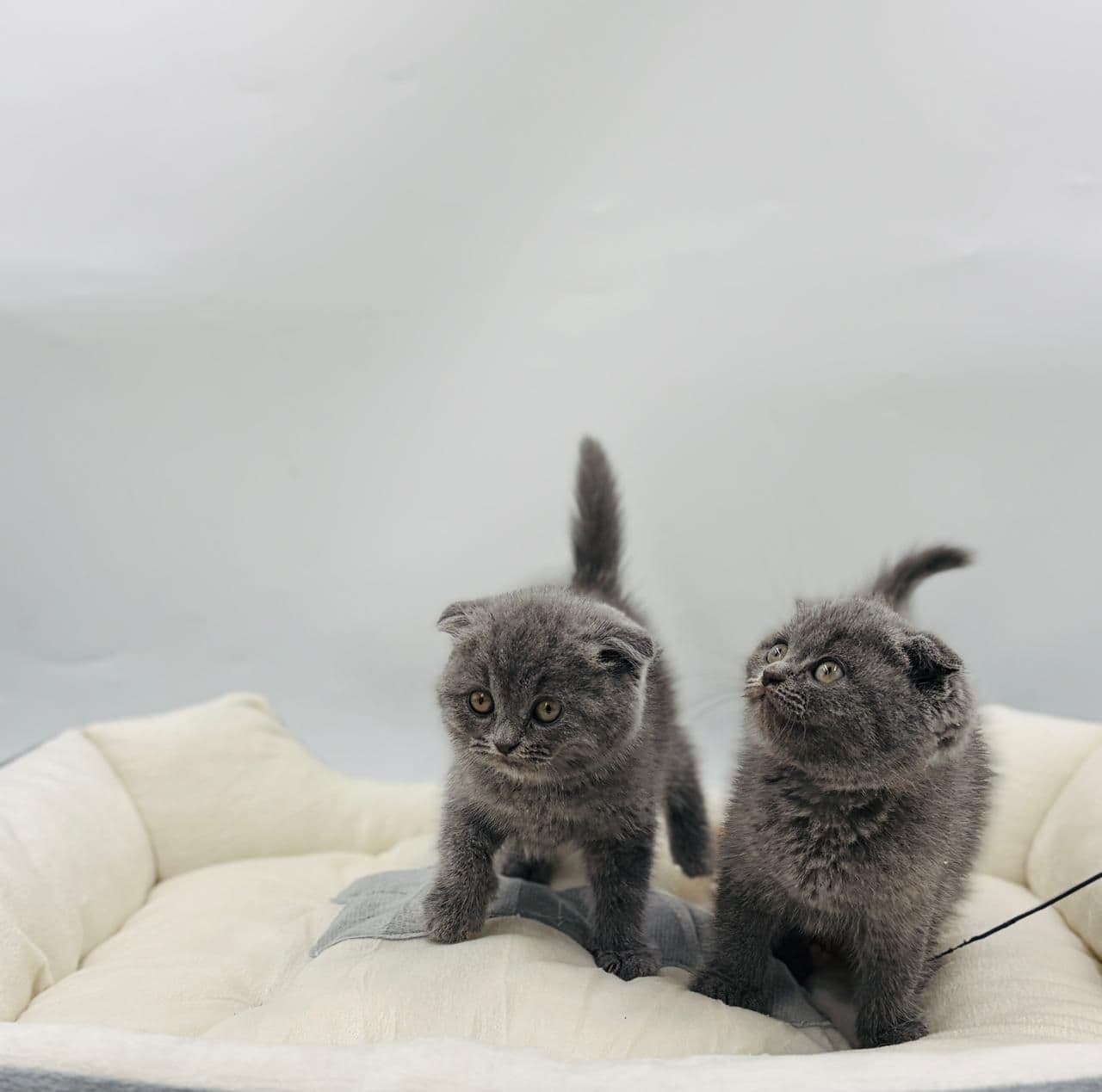 Scottish Fold Short hair