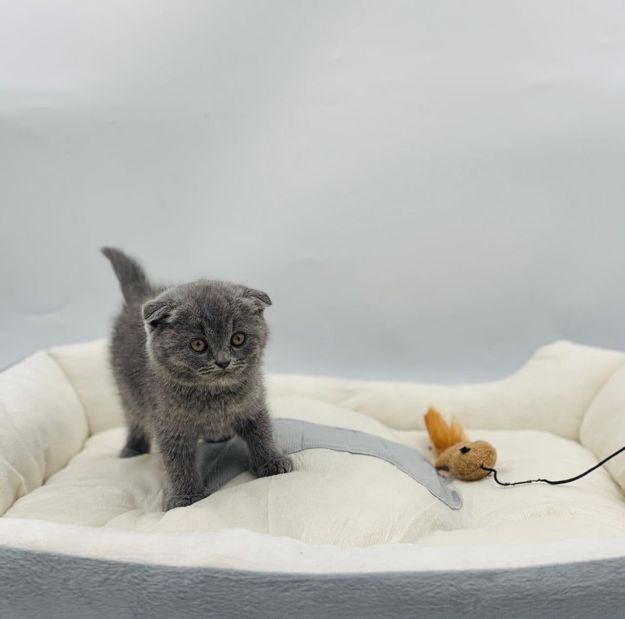 Scottish Fold Short hair - Image 5