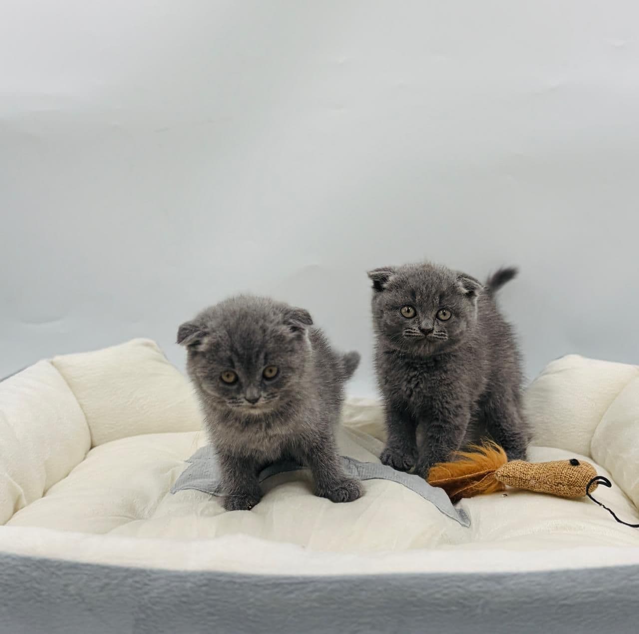 Scottish Fold Short hair - Image 6