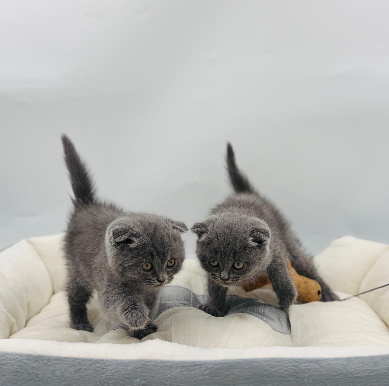 Scottish Fold Short hair - Image 7