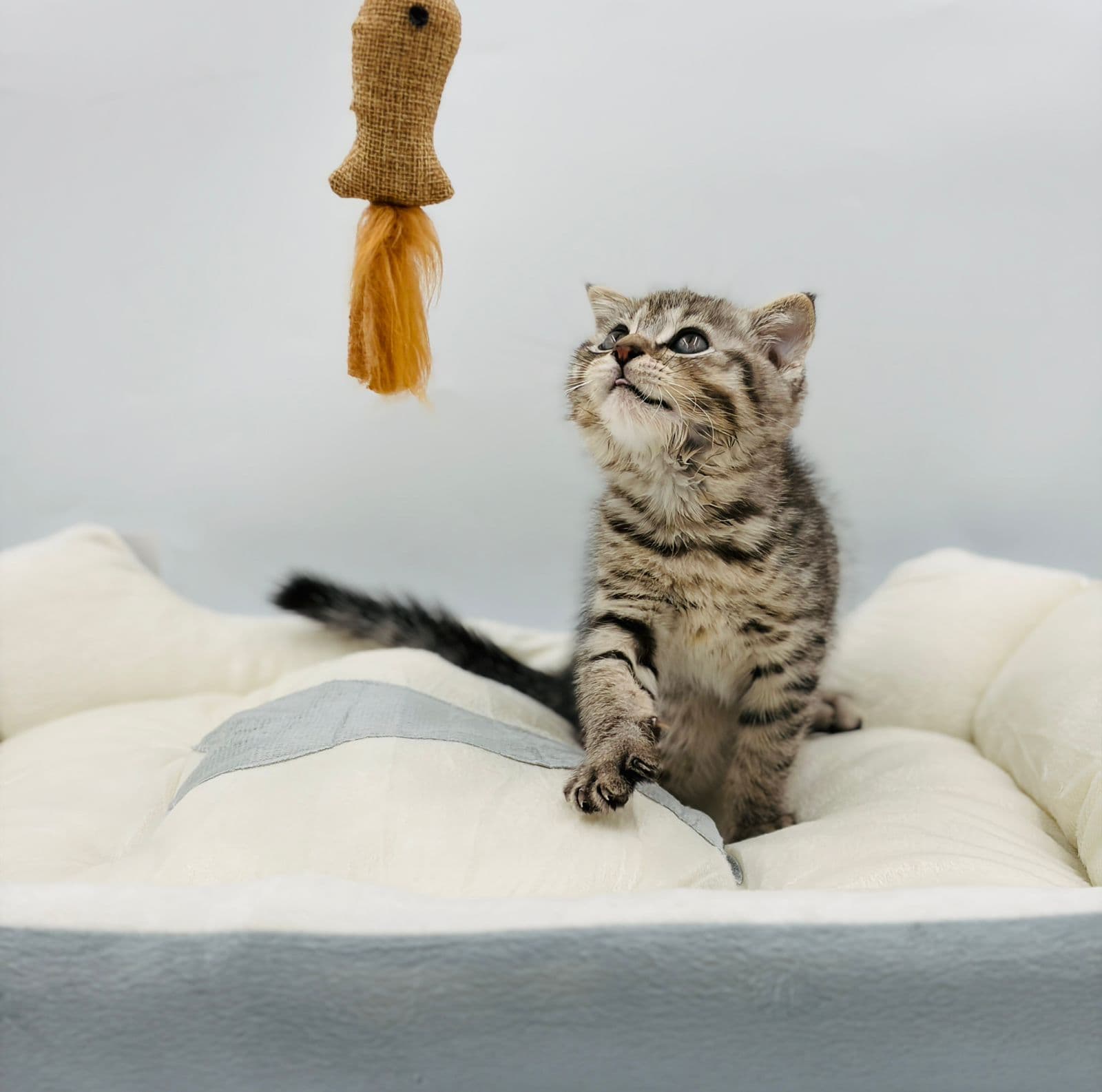 Scottish Fold - Image 4