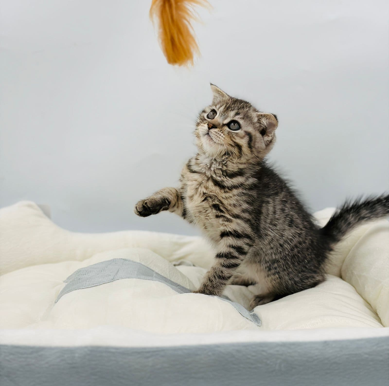 Scottish Fold - Image 5