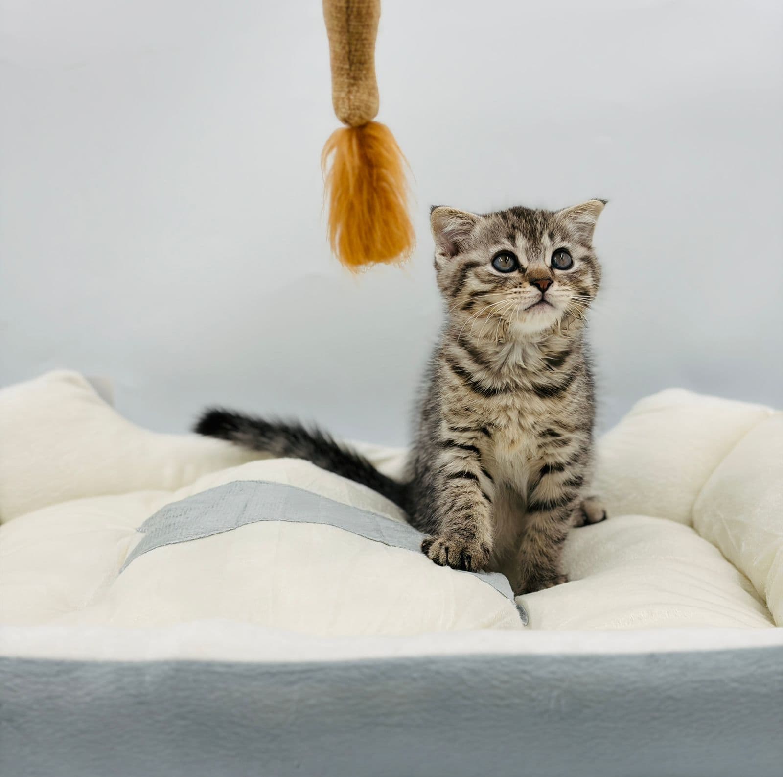 Scottish Fold - Image 6