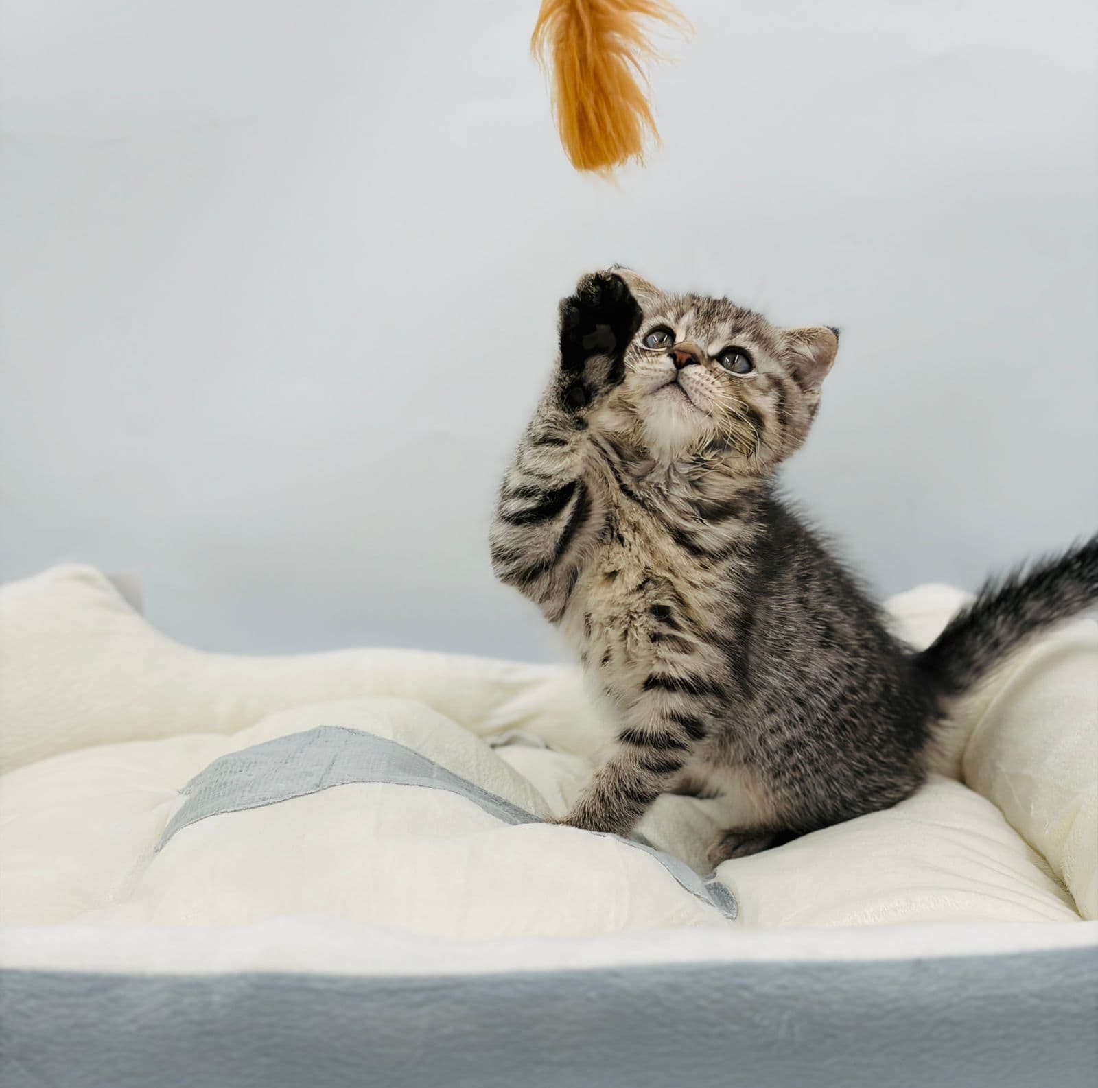 Scottish Fold - Image 9