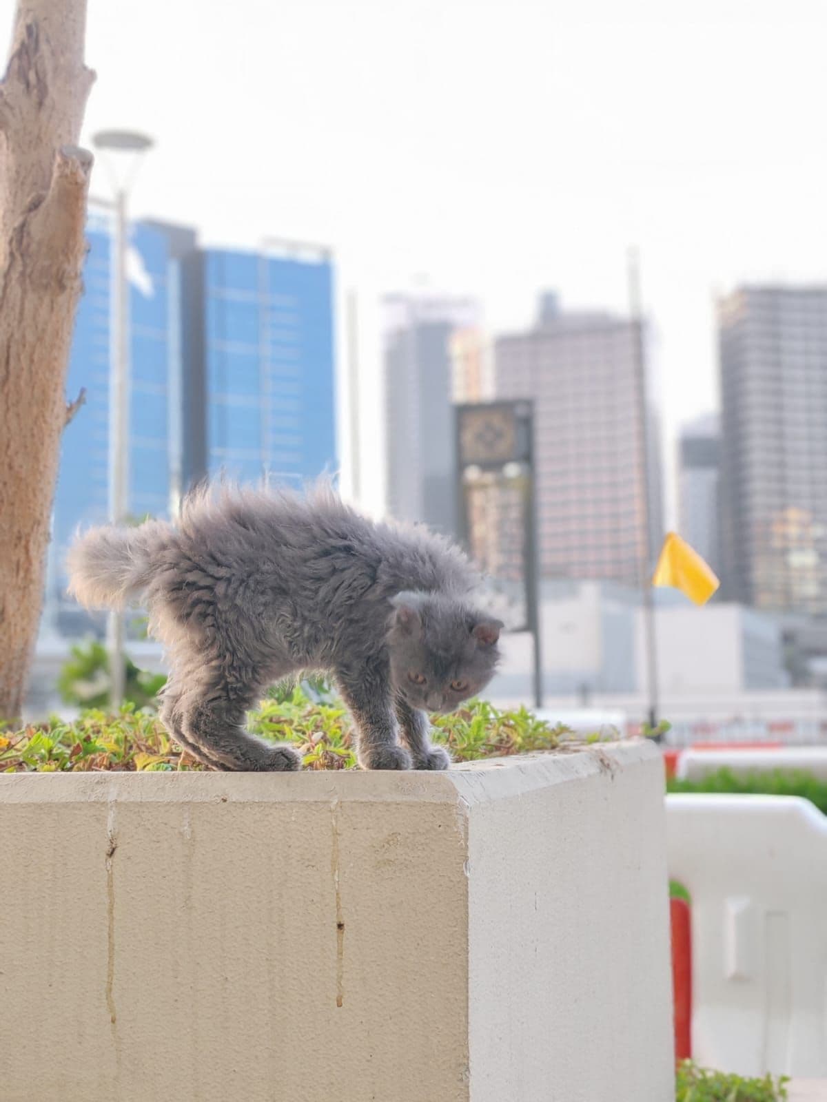 Scottish Fold Kittens for Sale in Dubai - Image 3
