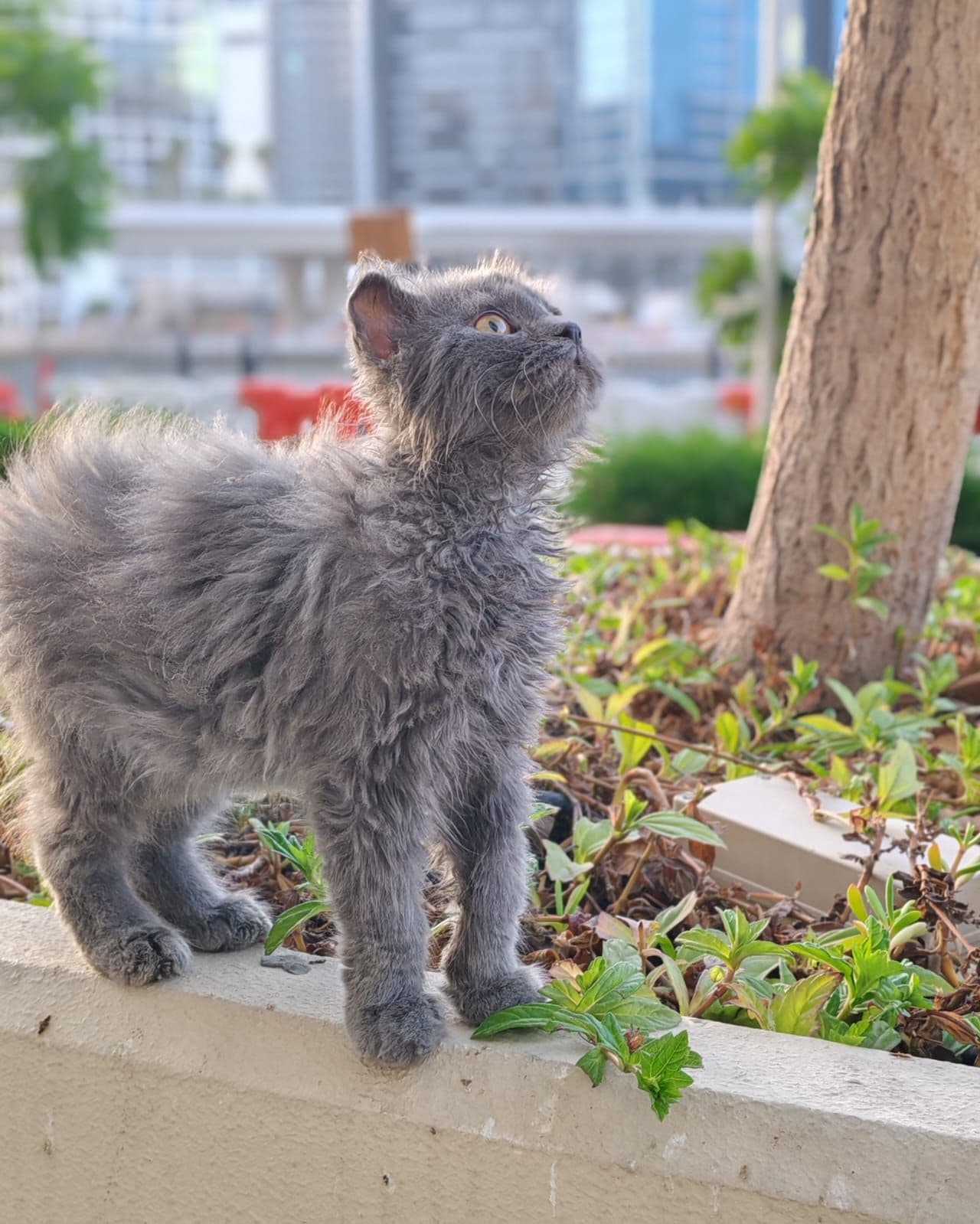 Scottish Fold Kittens for Sale in Dubai - Image 4