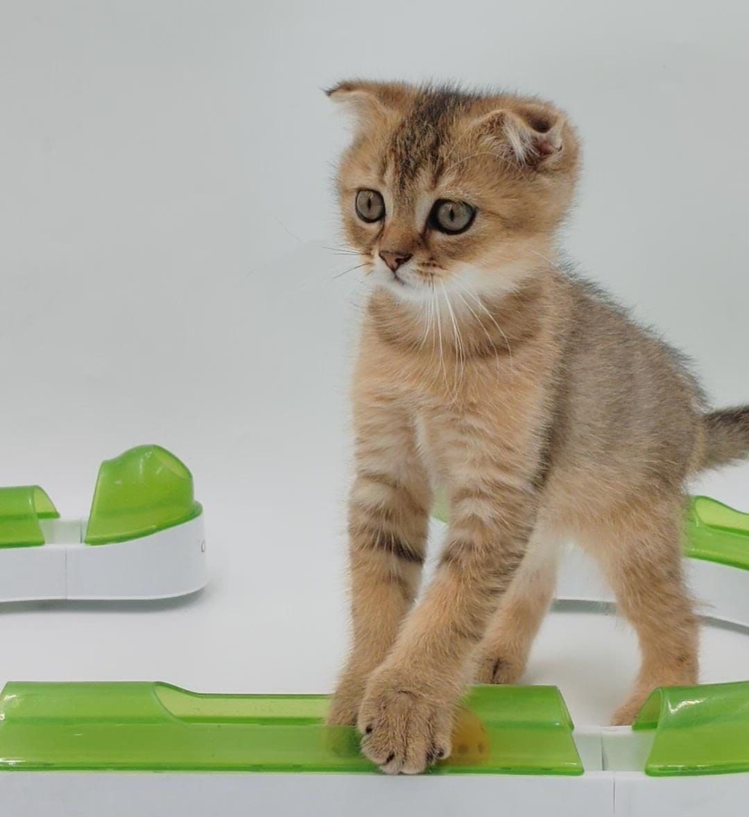 Scottish Fold kittens Dubai | Scottish Fold cats for sale UAE | Buy Scottish Fold kitten near me | Scottish Fold breeder Dubai | Purebred Scottish Fold kittens Dubai | Scottish Fold kittens in Dubai | Scottish Fold blue kitten Dubai | Scottish Fold cat shop in Dubai | Scottish Fold kittens with pedigree | Scottish Fold kittens UAE - Image 2