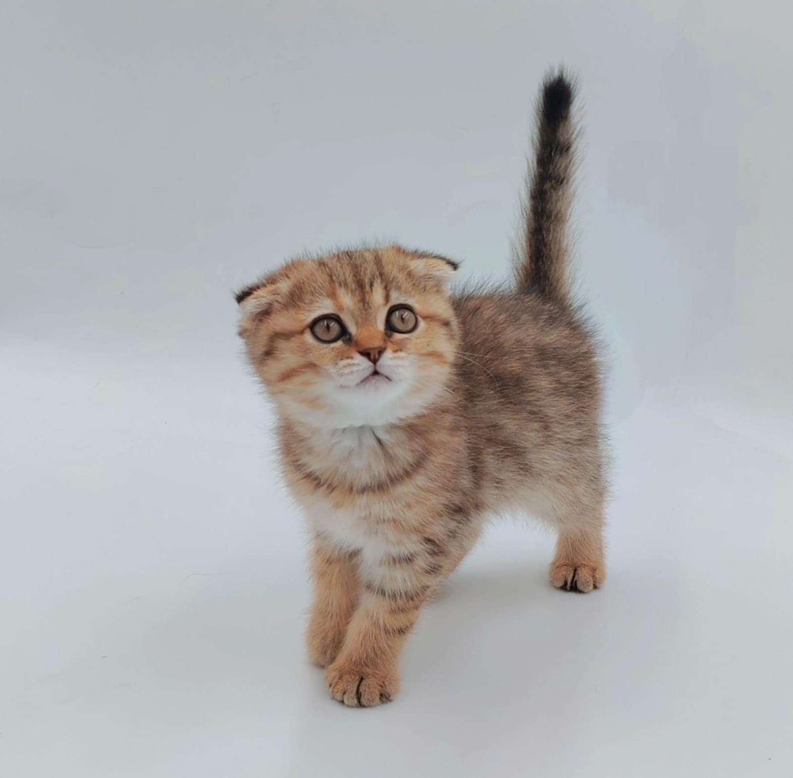 Scottish Fold Kittens for Sale in Dubai