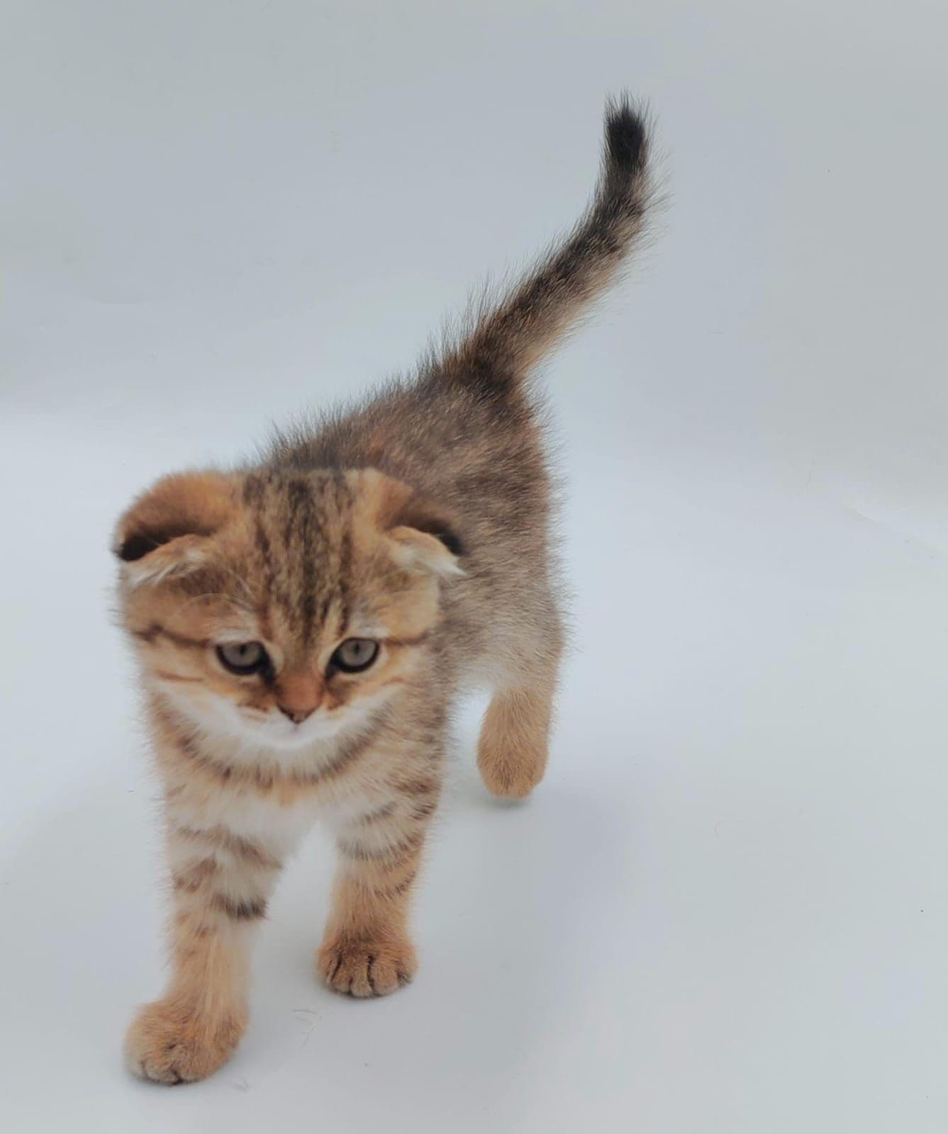 Scottish Fold Kittens for Sale in Dubai - Image 3
