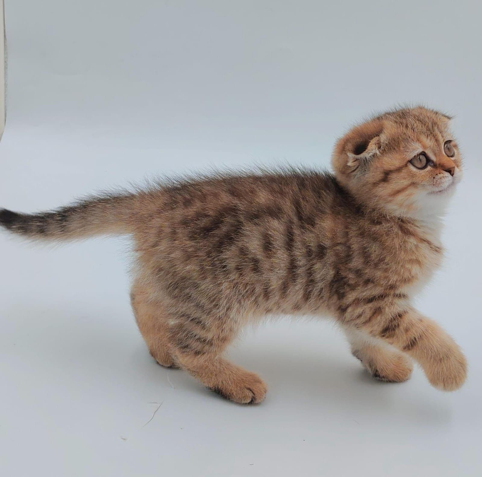 Scottish Fold Kittens for Sale in Dubai - Image 1