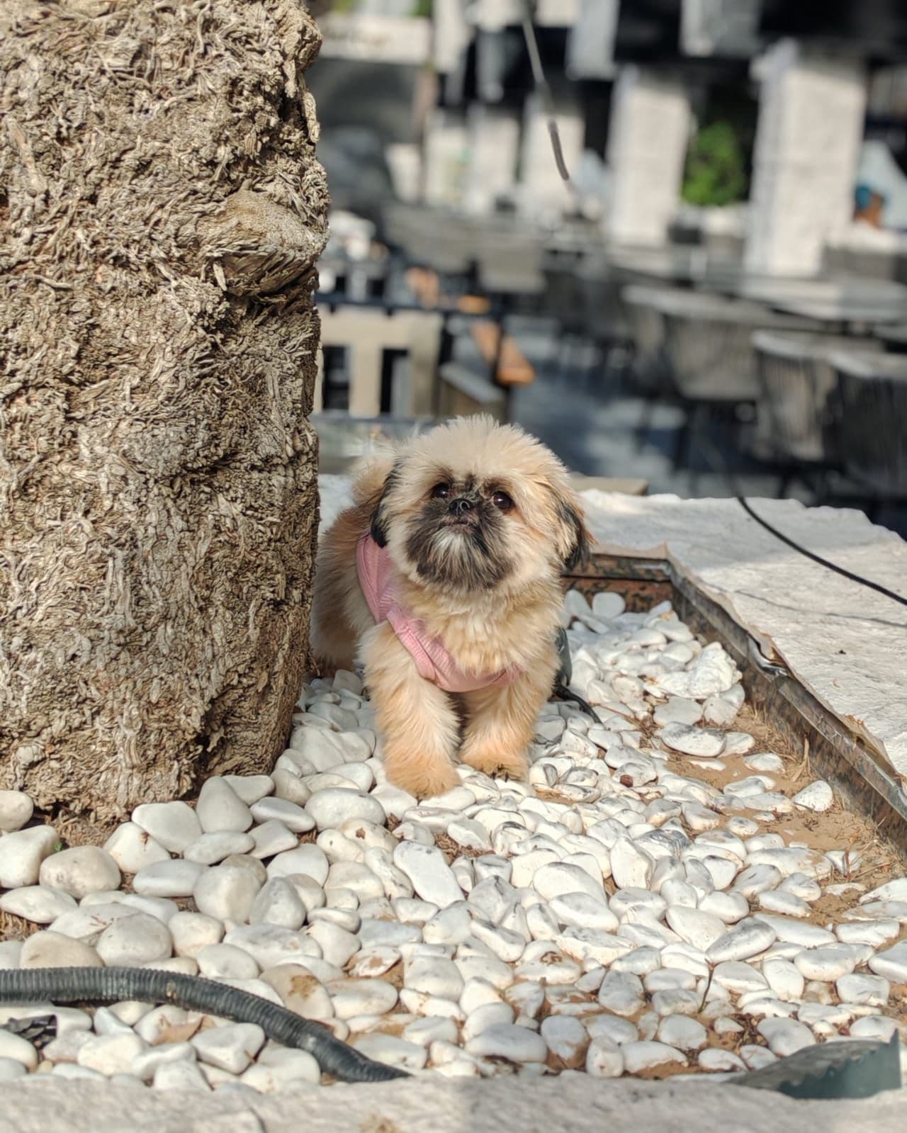 Shih Tzu - Image 3