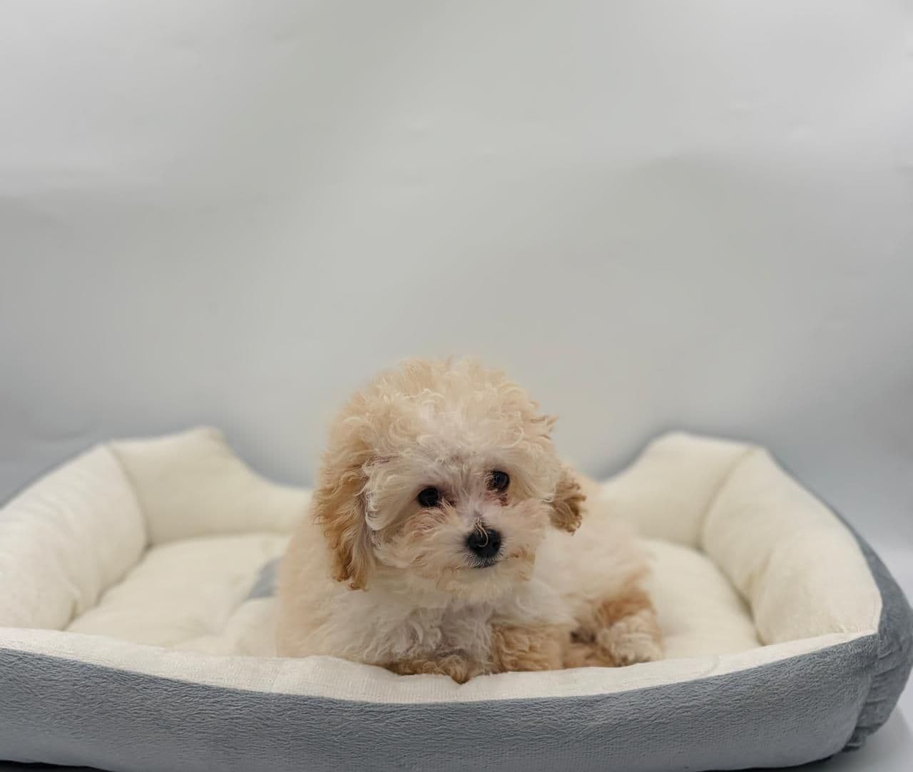 Toy Poodle - Image 2