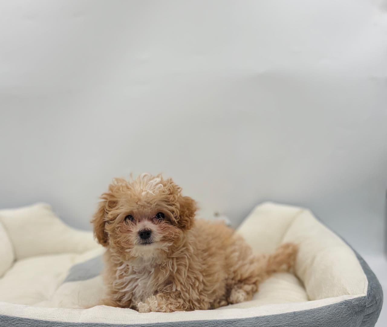 Toy Poodle