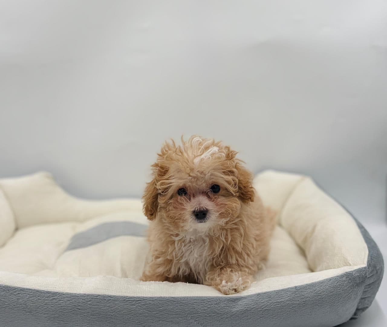 Toy Poodle - Image 3
